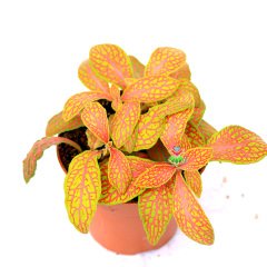 Fittonya Bitkisi- Fittonia Verschaffeltii- 6 Farklı Renk Seçeneği -8,5 cm Saksıda Pembe