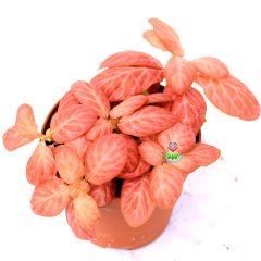 Fittonya Bitkisi- Fittonia Verschaffeltii- 6 Farklı Renk Seçeneği -8,5 cm Saksıda Pembe