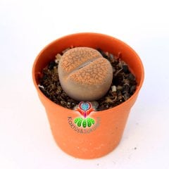 Mesemb, Lithops Hookeri -5,5 cm Saksıda-Koyu Turuncu Renk-İthal-1. Sınıf Taş Kaktüs-Yaşayan Taş