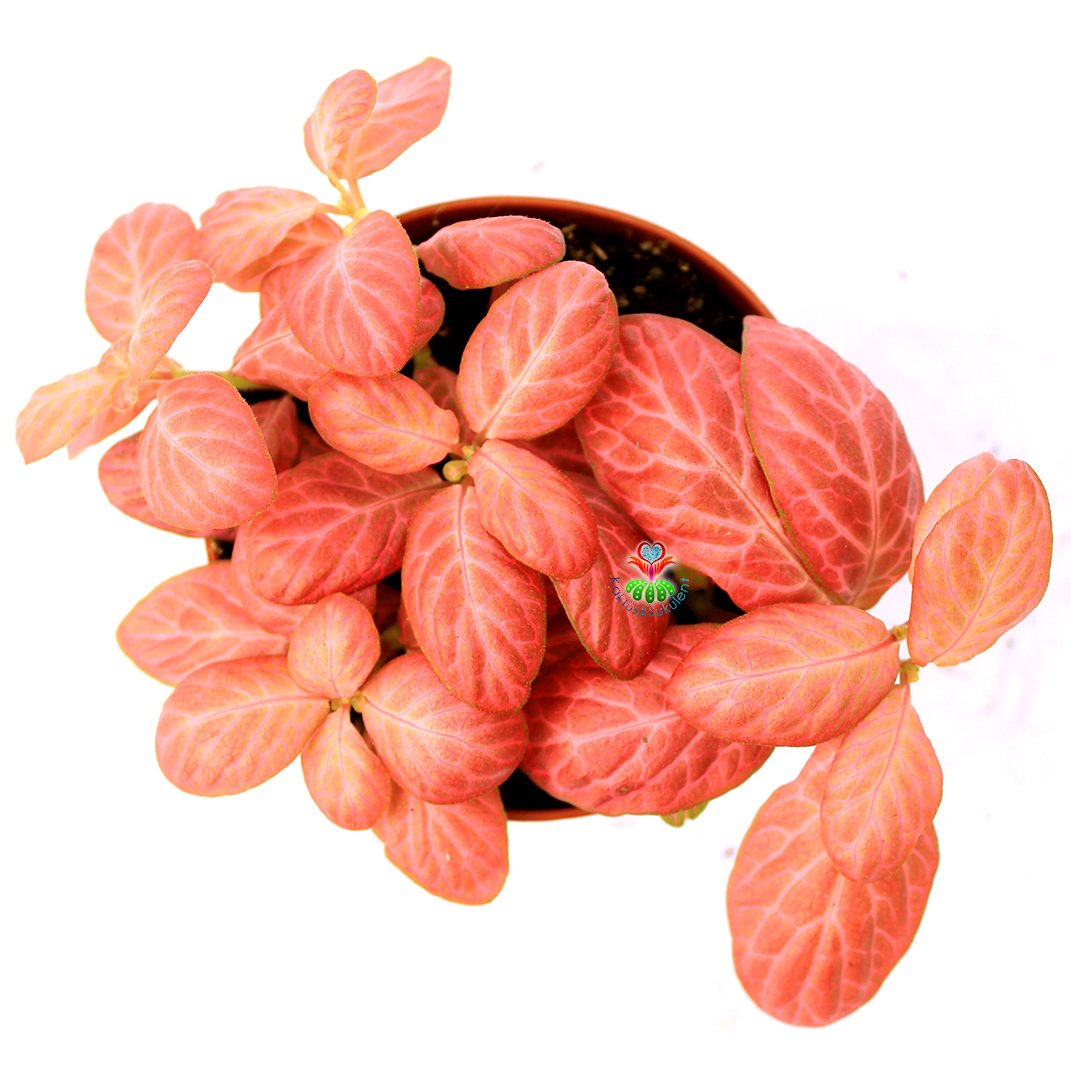 Fittonya Bitkisi- Fittonia Verschaffeltii- 6 Farklı Renk Seçeneği -8,5 cm Saksıda Turuncu