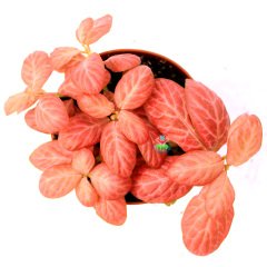 Fittonya Bitkisi- Fittonia Verschaffeltii- 6 Farklı Renk Seçeneği -8,5 cm Saksıda Turuncu