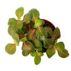 Fittonya Bitkisi- Fittonia Verschaffeltii- 6 Farklı Renk Seçeneği -8,5 cm Saksıda Yeşil