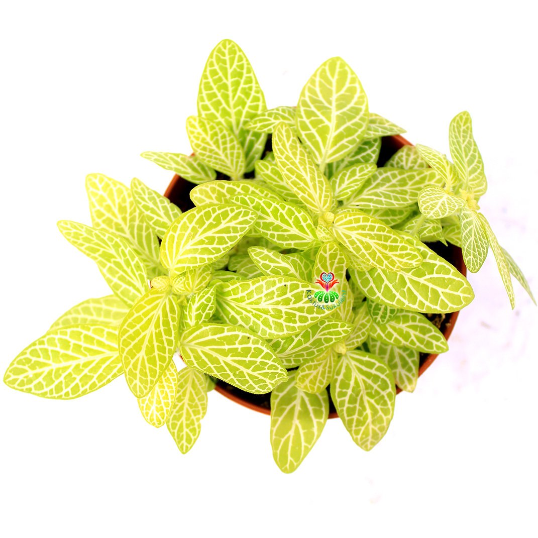 Fittonya Bitkisi- Fittonia Verschaffeltii- 6 Farklı Renk Seçeneği -8,5 cm Saksıda Yeşil Açık