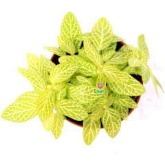 Fittonya Bitkisi- Fittonia Verschaffeltii- 6 Farklı Renk Seçeneği -8,5 cm Saksıda Yeşil Açık