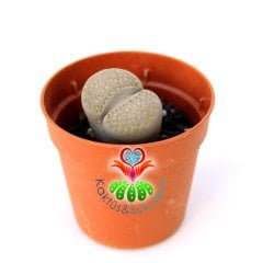 Lithops Marmorata - Beyaz-Gri Renk Tonlarında 5,5 cm Saksıda Yaşayan Taş Kaktüs-Beyaz Renk Çiçek Açar