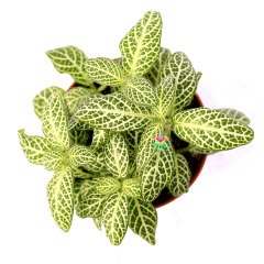 Fittonya Bitkisi- Fittonia Verschaffeltii- 6 Farklı Renk Seçeneği -8,5 cm Saksıda Yeşil Koyu