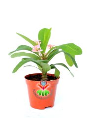 Sukulent,Euphorbia Milii Pembe Renk 8 cm Saksıda