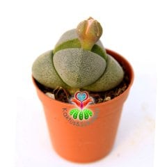 Pleiospilos Nelii-Turuncu Renk Çiçek Açar-5,5 cm Saksıda Mükemmel Bölünmüş Taş Görünümlü  Lithops,Mesemb