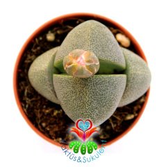 Pleiospilos Nelii-Turuncu Renk Çiçek Açar-5,5 cm Saksıda Mükemmel Bölünmüş Taş Görünümlü  Lithops,Mesemb
