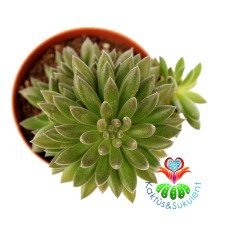 Sinocrassula Yunnanensis Çok Nadir Sukkulent-Mükemmel Renk-5,5 cm saksıda-Teraryum, Kaktüs