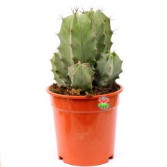Stenocereus (Lemaireocereus) Pruinosus -Dev Boy Kaktüs-17 cm Saksıda Çok Adet