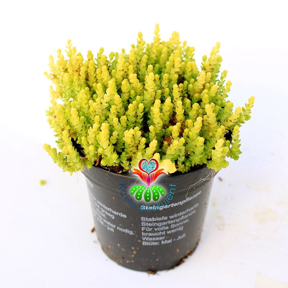Sedum Sexangulare Soğuğa ve Susuzluğa Dayanıklı Mükemmel Canlı Renkli Tür-8,5 cm Saksıda