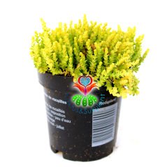 Sedum Sexangulare Soğuğa ve Susuzluğa Dayanıklı Mükemmel Canlı Renkli Tür-8,5 cm Saksıda