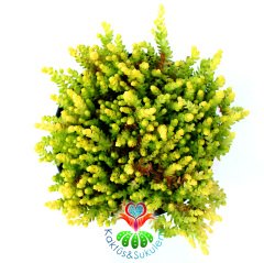 Sedum Sexangulare Soğuğa ve Susuzluğa Dayanıklı Mükemmel Canlı Renkli Tür-8,5 cm Saksıda