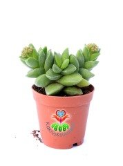 Sukulent-Crassula Springtime-Bahar Zamanı-Çarpı Şeklinde Simetrik 5,5 cm saksı