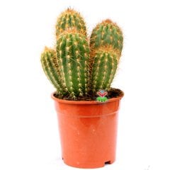 Pilosocereus Flexibilispinus-Dev Boy Kaktüs-17 cm Saksıda Çok Adet