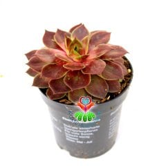 Sempervivum 'Red Beauty' Bordo Renk Yapraklı 8,5 cm Saksıda İthal Soğuğa ve Susuzluğa Dayanıklı Tür-8,5 cm Saksıda