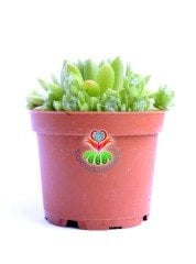 Sempervivum 'Green Wheel' Yeşil Renk Yapraklı- Yavrulu 8,5 cm Saksıda Soğuğa ve Susuzluğa Dayanıklı Tür-8,5 cm Saksıda