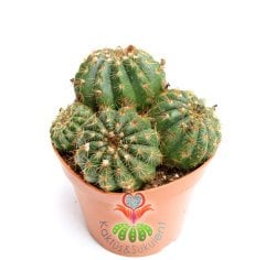 Kaktüs,Notocactus Uebelmannianus-Mor Renk Çiçek Açar-Büyük Boy-12 cm saksıda-Teraryum, Sukulent