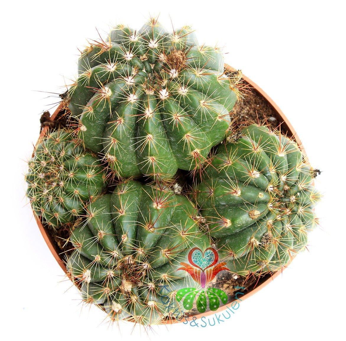 Kaktüs,Notocactus Uebelmannianus-Mor Renk Çiçek Açar-Büyük Boy-12 cm saksıda-Teraryum, Sukulent