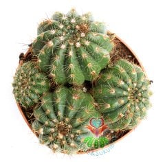 Kaktüs,Notocactus Uebelmannianus-Mor Renk Çiçek Açar-Büyük Boy-12 cm saksıda-Teraryum, Sukulent