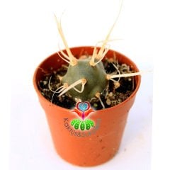 Tephrocactus ( Opuntia) Papyracantus Sıradışı Kağıt Gibi Dikenli 5,5 cm Saksıda Lob Lob Büyüyen Tür-İthal 1. Sınıf