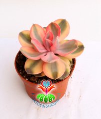 Echeveria 'Rainbow' -Gökkuşağı - Doğal Renkli- Büyük Boy-Birçok Renkte-10,5 cm saksıda sukulent