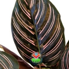 Calathea Ornata-Mükemmel Pembe Çizgili Yapraklı Dua Çiçeği-17 cm Saksıda 40+ cm Uzunluk- Galetya