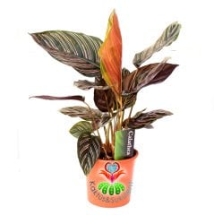Calathea Ornata-Mükemmel Pembe Çizgili Yapraklı Dua Çiçeği-17 cm Saksıda 40+ cm Uzunluk- Galetya