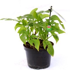 Rhaphidophora Tetrasperma-Küçük Monstera Yapraklı Özel Tür Salon Bitkisi-10,5 cm Saksıda