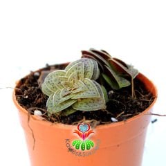 Sukulent, Crassula Exilis Picturata -5,5 cm Saksıda-Kırmızı Pagoda Bitkisi Çok Nadir Sıradışı Yapraklı ve Formlu