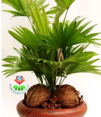 Gerçek Hava Temizleyeci, Aranjmanlı Livistona Rotundifolia - 25 cm Seramik Saksıda- Ofis Ev Hava Temizleyici