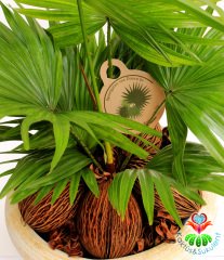 Gerçek Hava Temizleyeci, Aranjmanlı Livistona Rotundifolia - 25 cm Seramik Saksıda- Ofis Ev Hava Temizleyici