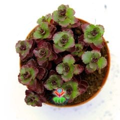 Plectranthus Dark Red, İnce Mor Renk Yapraklı Teraryum Bitkisi- Mükemmel Renk Tonlarında 5,5 cm Saksıda