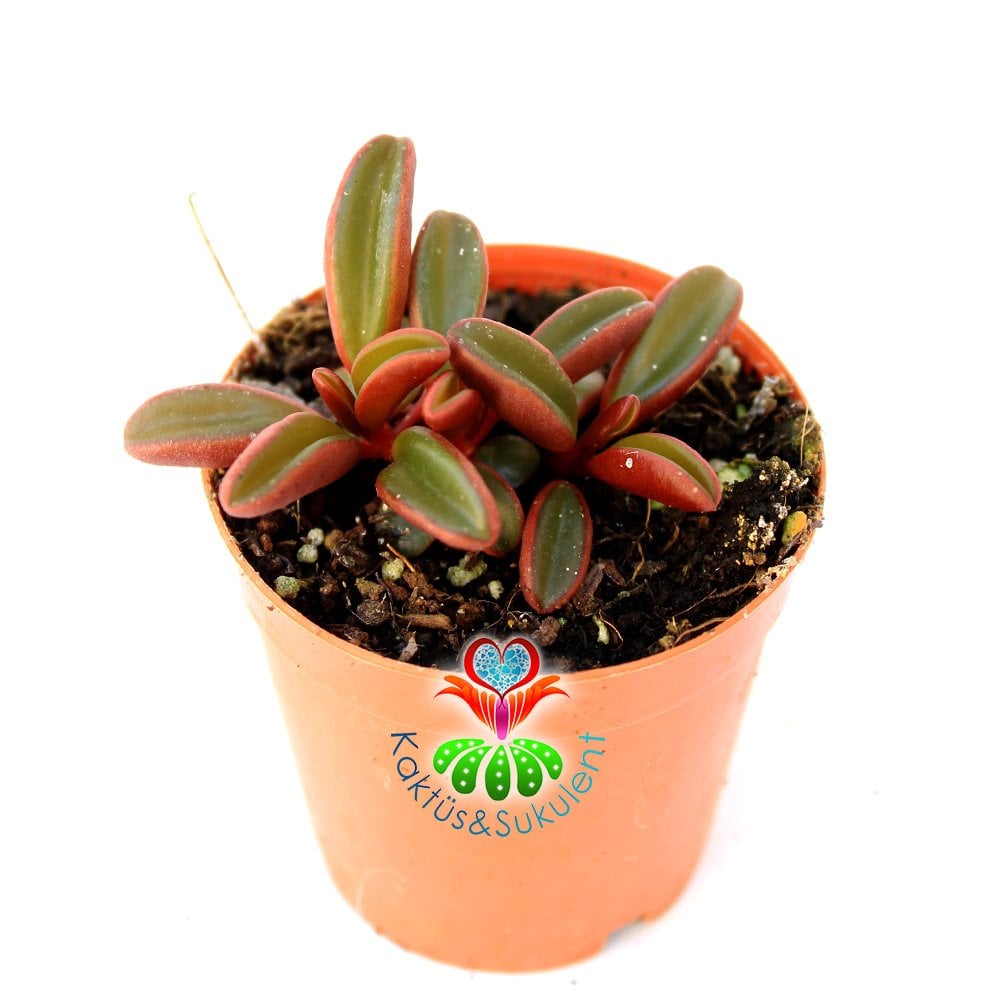 Sukulent,Peperomia Graveolens -Dikey Bordo Yeşil Renk Yapraklı- 5,5 cm saksıda Sıradışı Mükemmel Tür