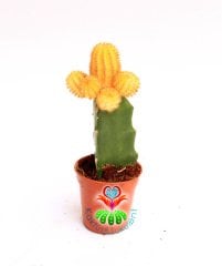 Kaktüs,Chamaecereus Silvestrii Variegata- Aşılı 1. Sınıf - 5,5 cm saksıda-Teraryum, Sukulent, Kaktus