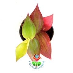 Tradescantia 'Greenlee' -Kırmızı Yapraklı Telgraf Çiçeği Hızlı Büyüyen Sarkıcı Tür - 5,5 cm Saksıda