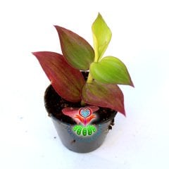 Tradescantia 'Greenlee' -Kırmızı Yapraklı Telgraf Çiçeği Hızlı Büyüyen Sarkıcı Tür - 5,5 cm Saksıda