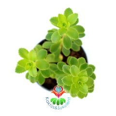 Phedimus Spurius-Yeşil Renk Yapraklı Teraryum Bitkisi 5,5 cm Saksıda