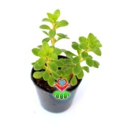 Phedimus Spurius-Yeşil Renk Yapraklı Teraryum Bitkisi 5,5 cm Saksıda