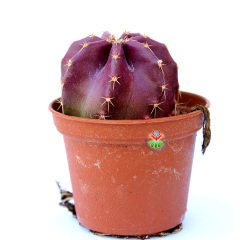 Echinocereus Subinermis-Doğal Renkli Kaktüs 5,5 cm Saksıda