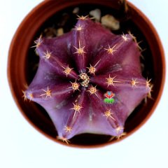 Echinocereus Subinermis-Doğal Renkli Kaktüs 5,5 cm Saksıda