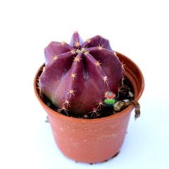 Echinocereus Subinermis-Doğal Renkli Kaktüs 5,5 cm Saksıda