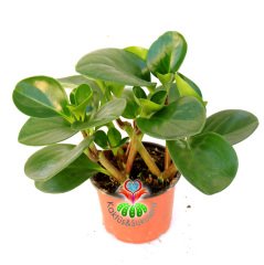 Sukulent, Peperomia Obtusifolia - Parlak Renkli ve Dev Yapraklı 8 cm Saksıda Büyük Boy