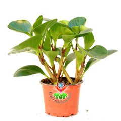 Sukulent, Peperomia Obtusifolia - Parlak Renkli ve Dev Yapraklı 8 cm Saksıda Büyük Boy