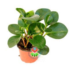 Sukulent, Peperomia Obtusifolia - Parlak Renkli ve Dev Yapraklı 8 cm Saksıda Büyük Boy