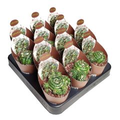 Notocactus werdermannianus f. monstroosa spiralis crestata -Açık Sarı Renk Çiçek Açar-6,5 cm Saksıda-Bol yavrulu