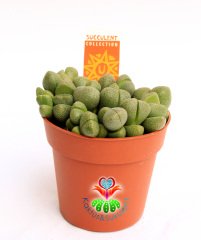 Mesemb, Pleiospilos Nelii-Çoklu Taş Kaktüs Lithops-1.Sınıf İthal-8.5 cm saksıda -Sukulent