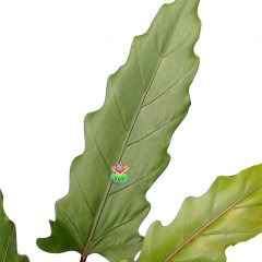 Alocasia Lauterbachiana- Uzun Fil Kulağı Bitkisi -75+ cm Yükseklik-17 cm Saksıda