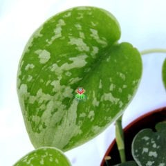 Scindapsus Pictus 'Argyraeus' - Sıradış İç Mekan Sarmaşık-12 cm Saksıda